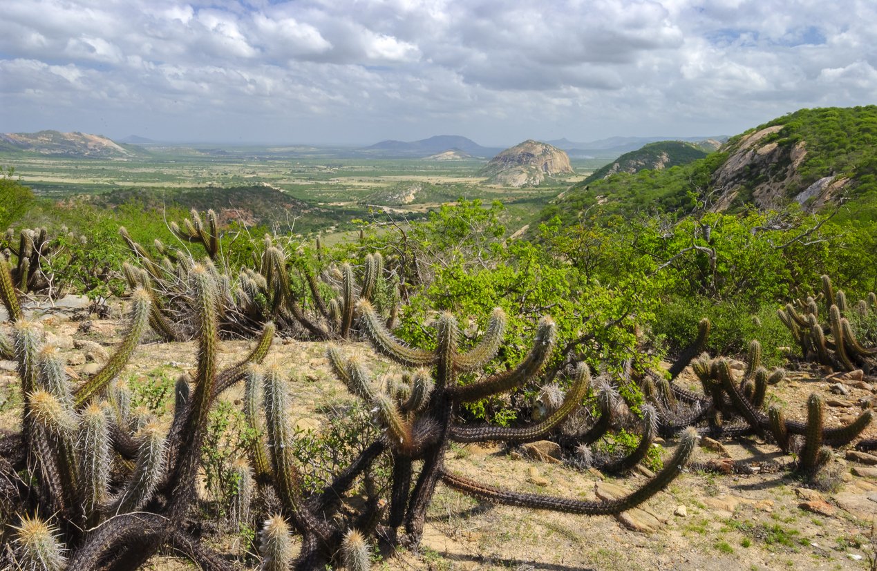 Cacto xique-xique no bioma Caatinga